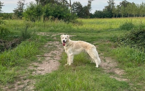 Dorian, il cane scappato dalla pensione, è in cerca di un padrone