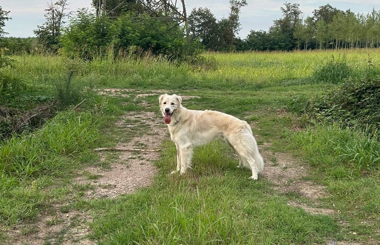 Dorian, il cane scappato dalla pensione, è in cerca di un padrone