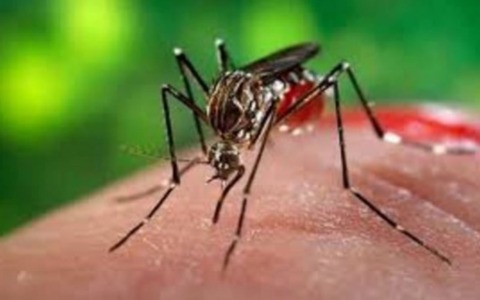 Intervento di disinfestazione a Cesano Maderno per caso di Dengue
