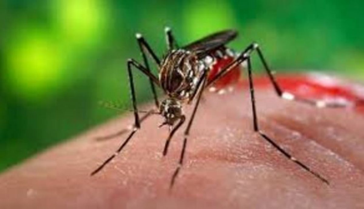 Intervento di disinfestazione a Cesano Maderno per caso di Dengue